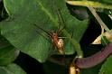 Tetragnatha_montana_D4906_Z_85_Les Gris_Frankrijk